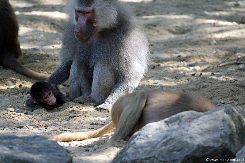 2010-08-24 (616) Aanranding en mishandeling gebeurd ook in de apenwereld.jpg